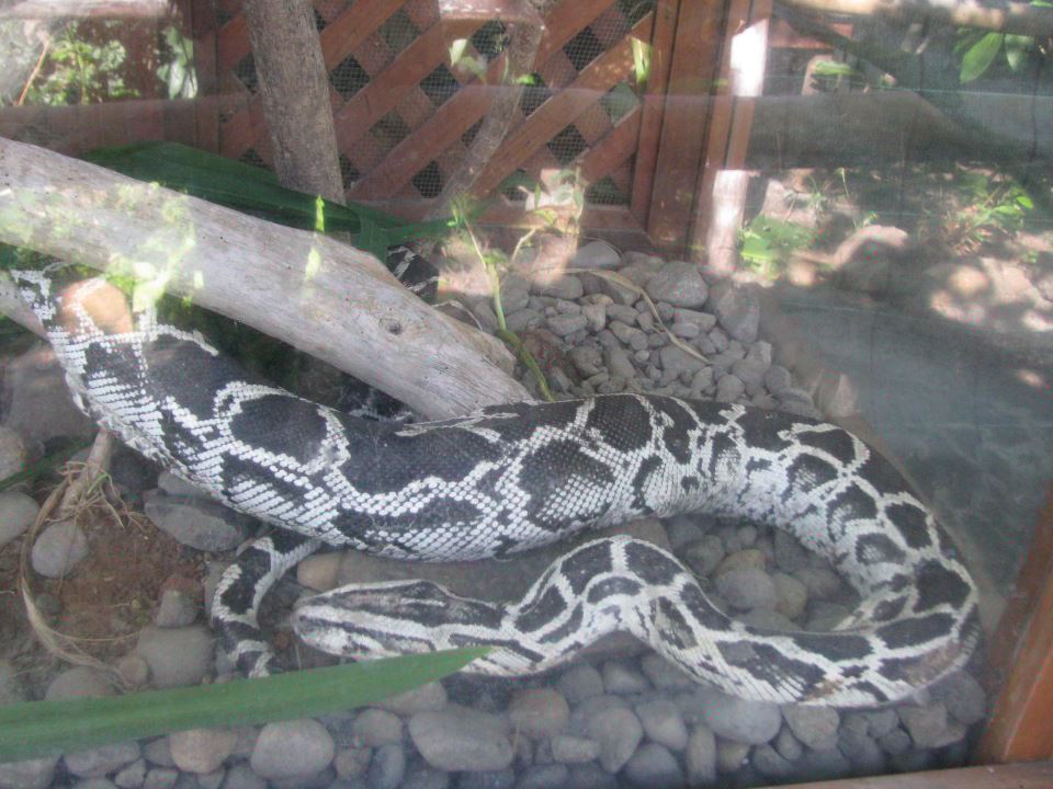 anery or axanthic.jpg