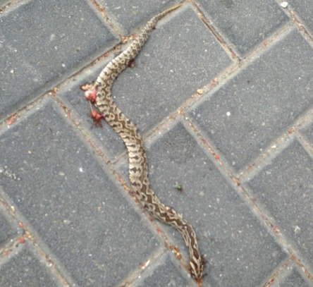 palestine viper.jpg