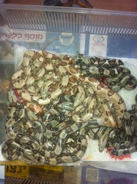 תמונה (5).JPG