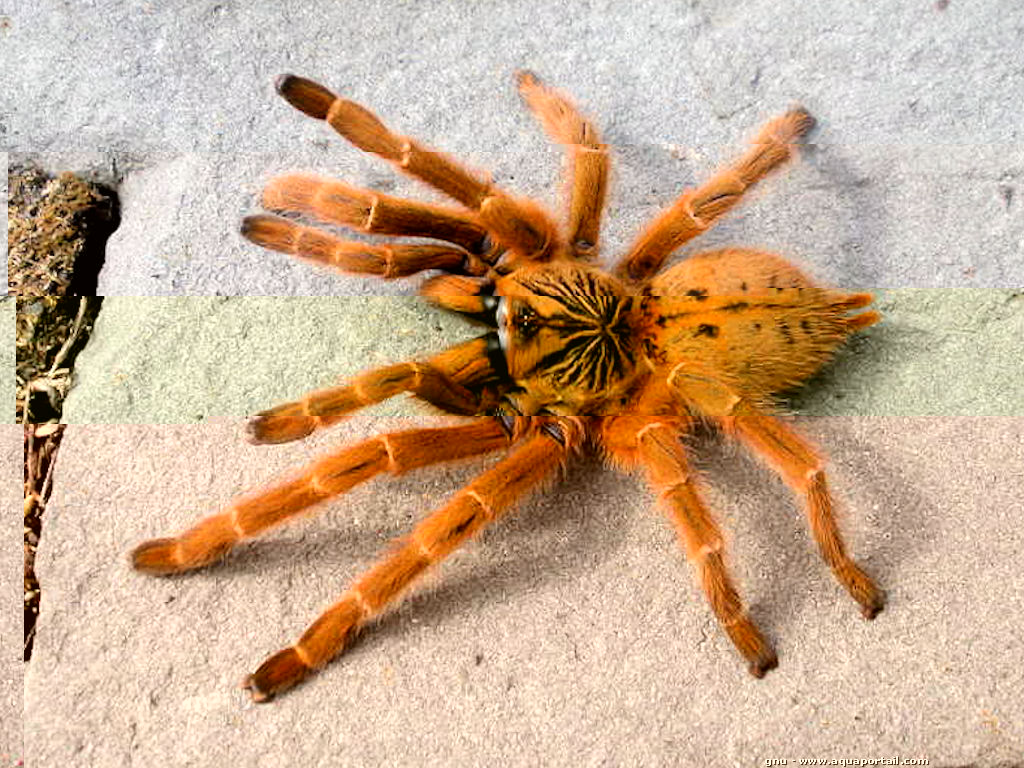 P.murinus.jpg