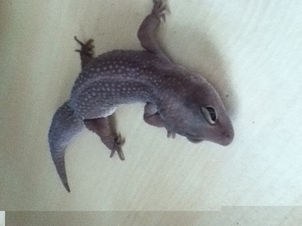 למכירה השממיות 002.jpg