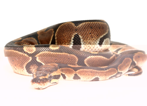 ball-python-normal.jpg
