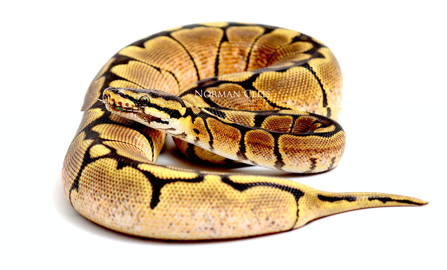 ball python.jpg