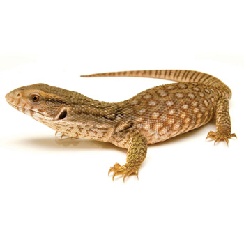 savannahMonitor_C.jpg
