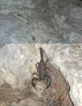 scorpion.jpg