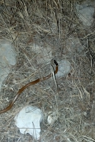 kukri-snake-4.jpg