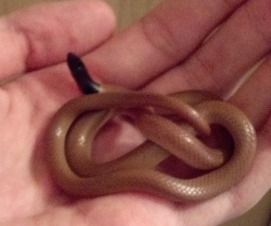 kukri-snake-2.jpg