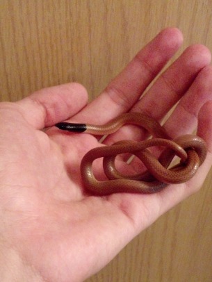 kukri-snake.jpg