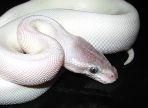 tn_BlueEyedLeucisticBallPython.jpg