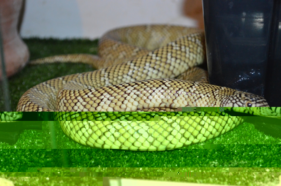 DSC_0747.JPG
