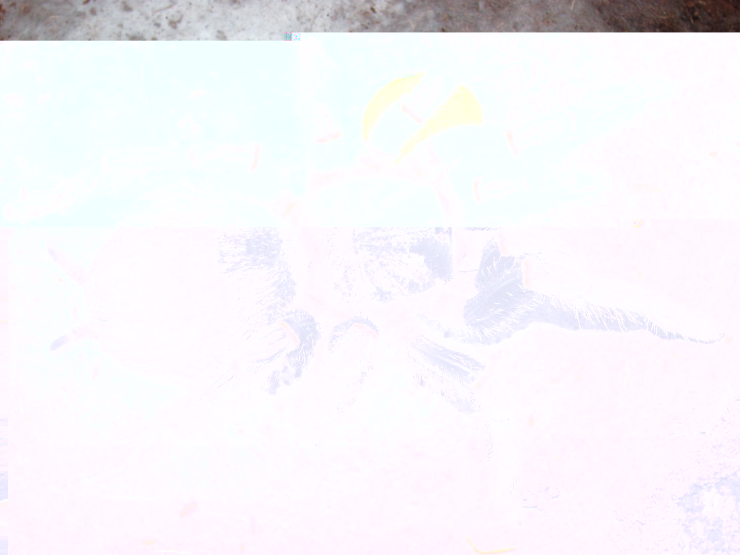 resized_IMG_5475.jpg