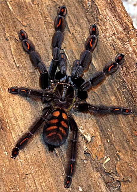 Psalmopoeus-Irminia.jpg