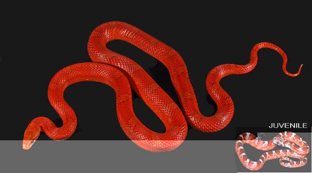 bloodred_corn%5B1%5D.jpg