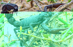 300px-Black_scorpion.jpg