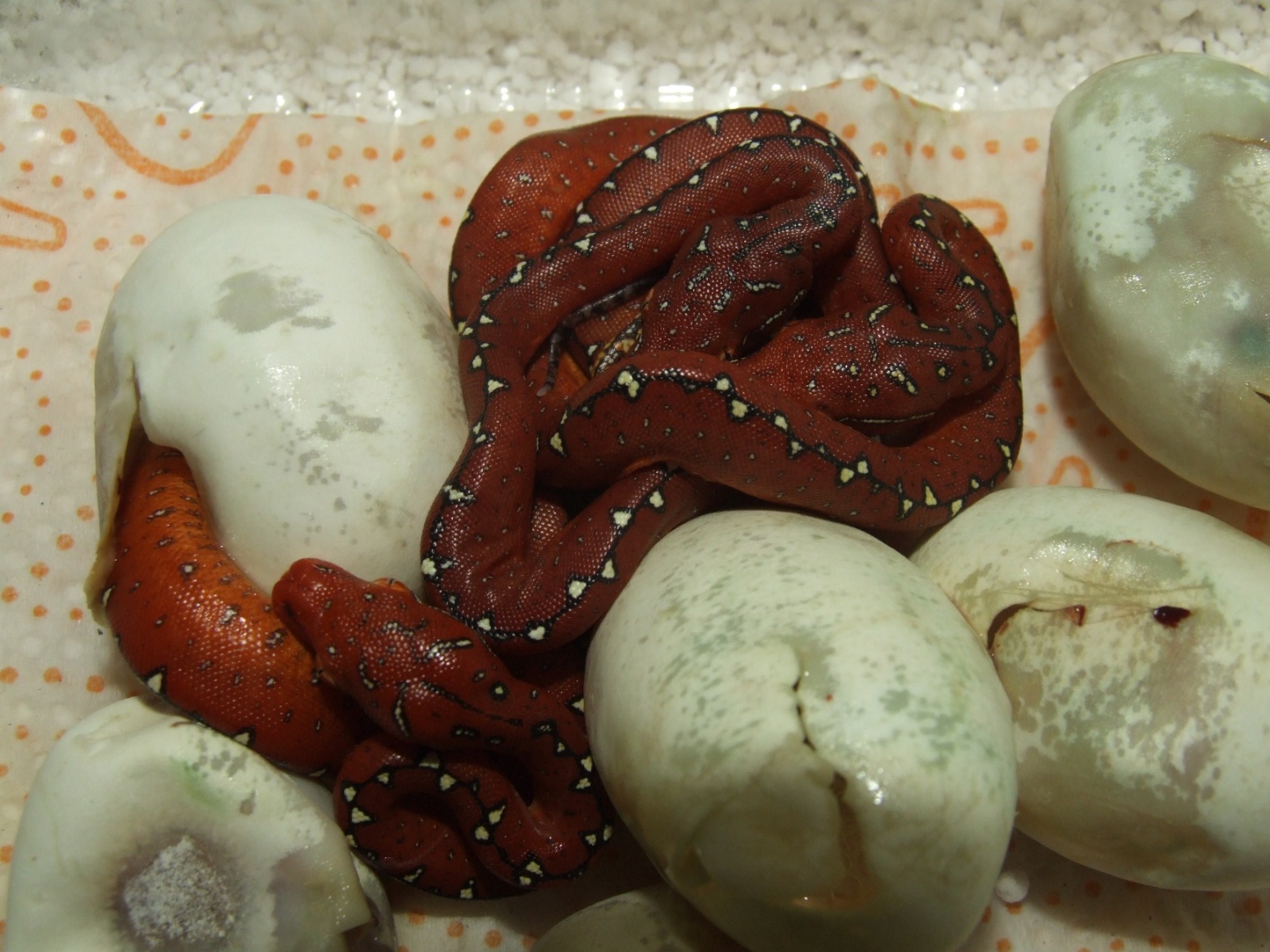 DSCF2470.jpg