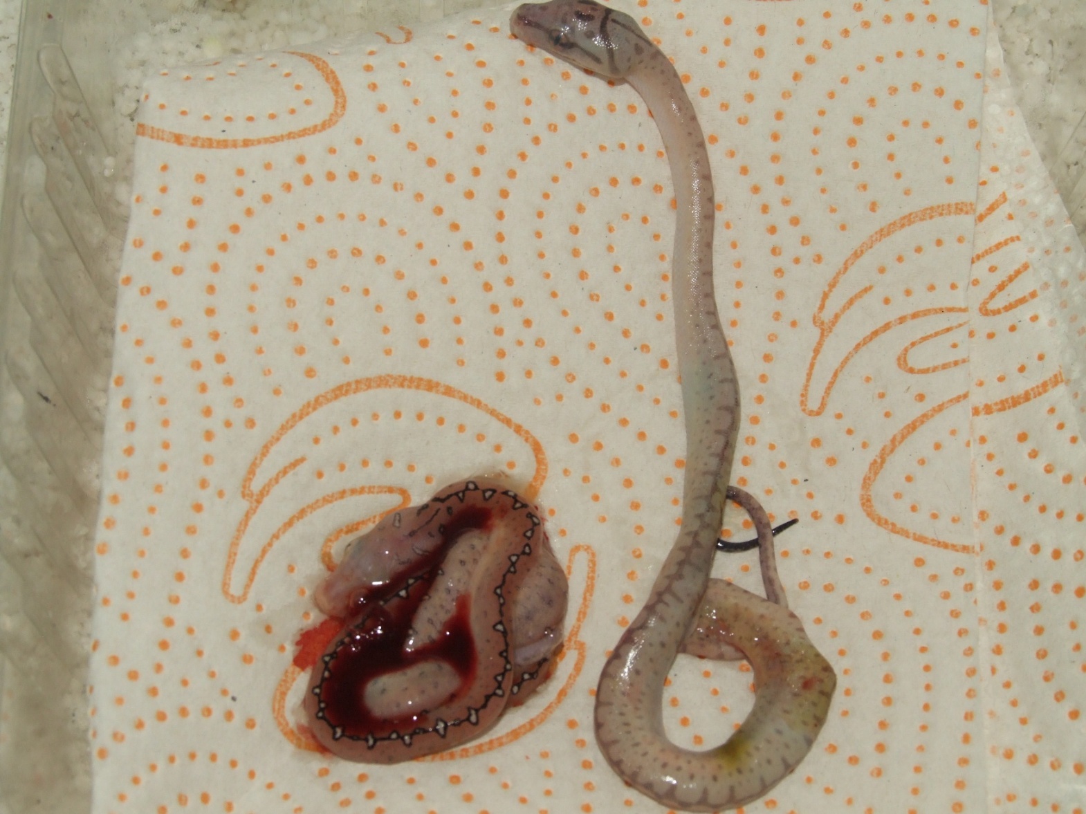 DSCF2553.jpg