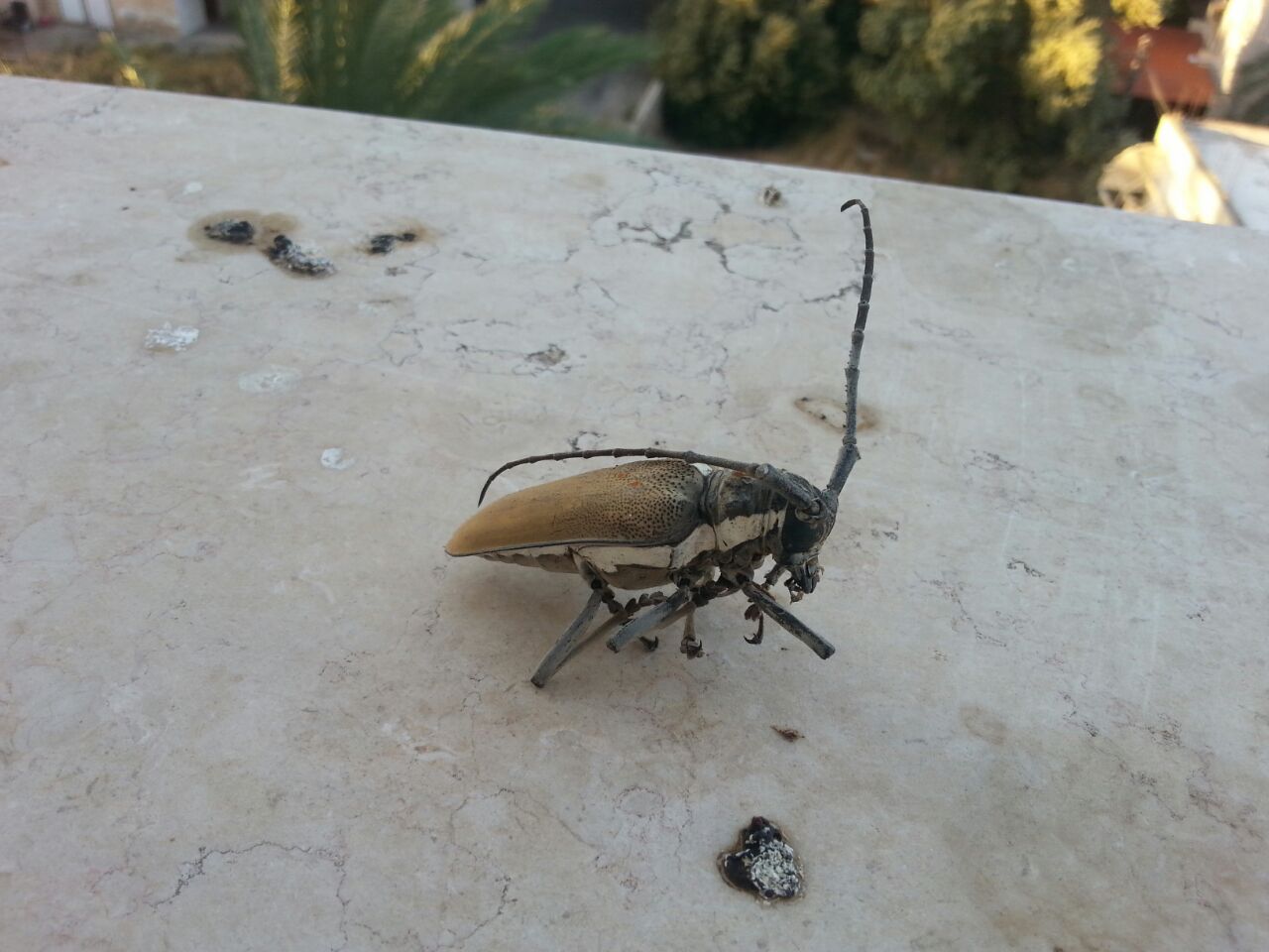 חיפושית1.jpg