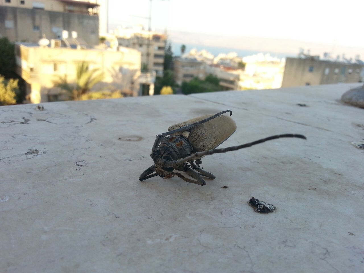 חיפושית2.jpg