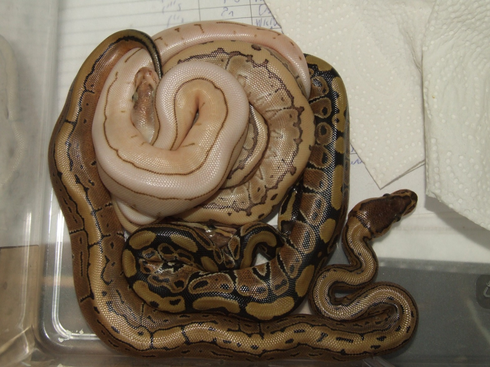 DSCF3578.jpg