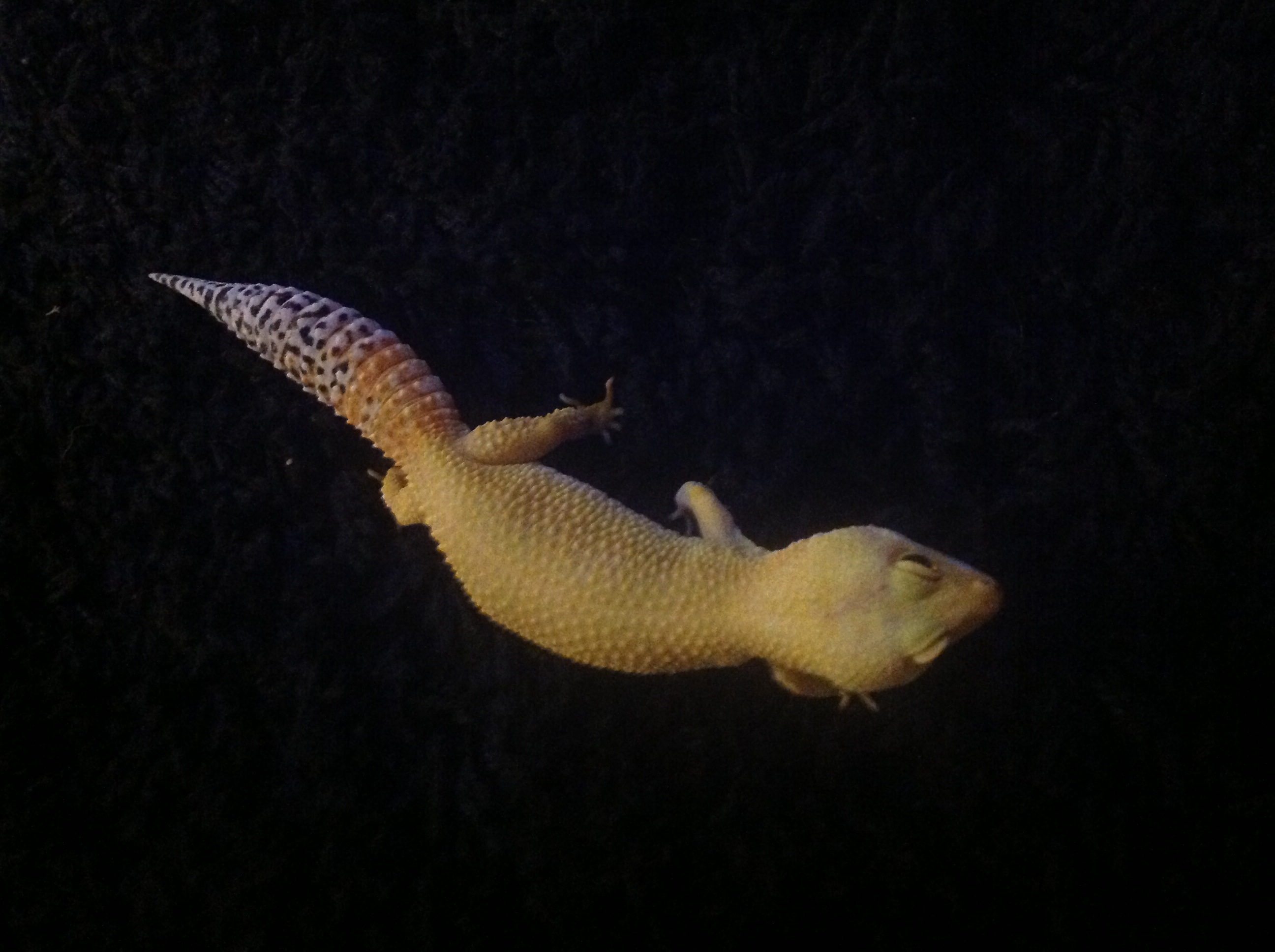 image.jpg