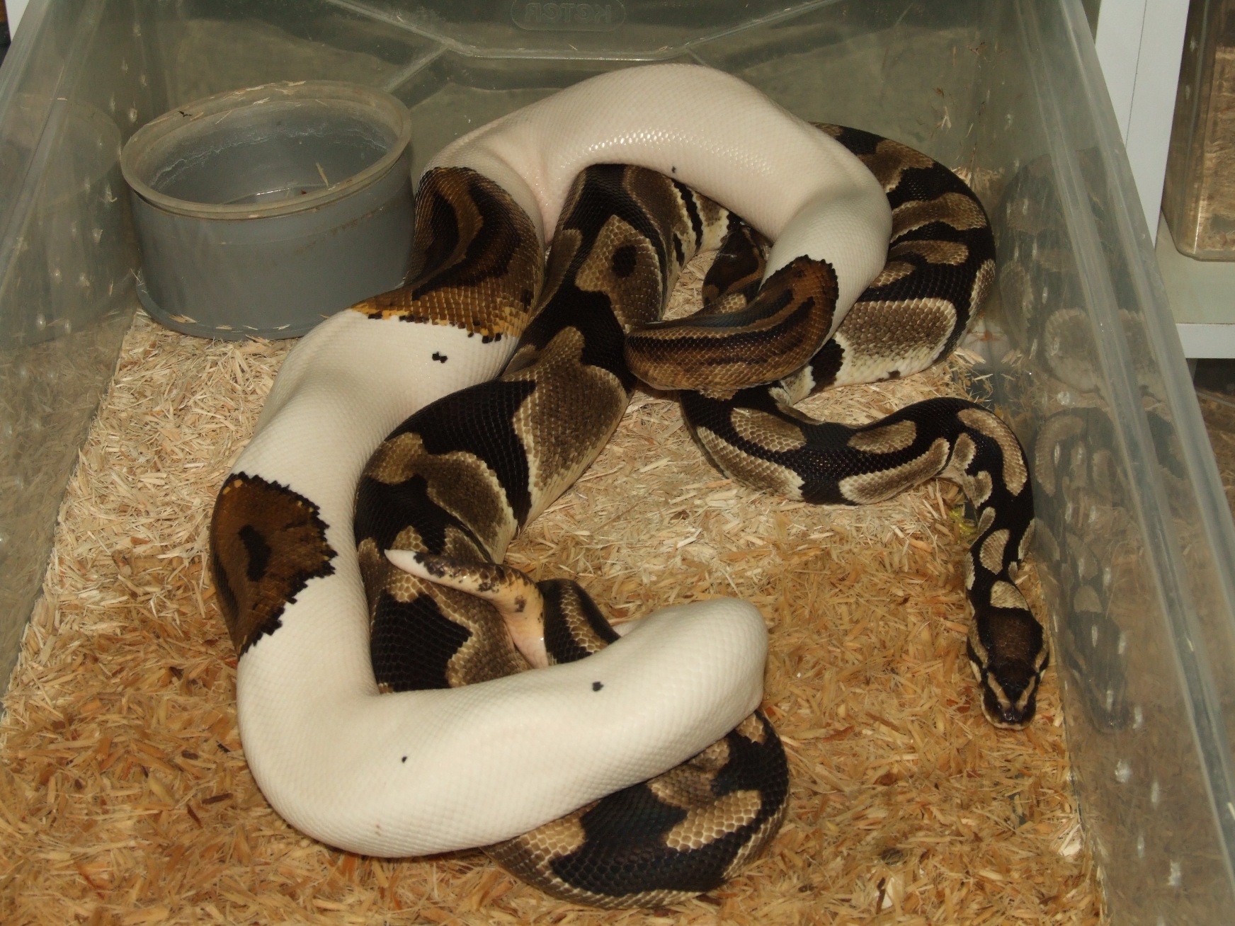 DSCF4907.jpg