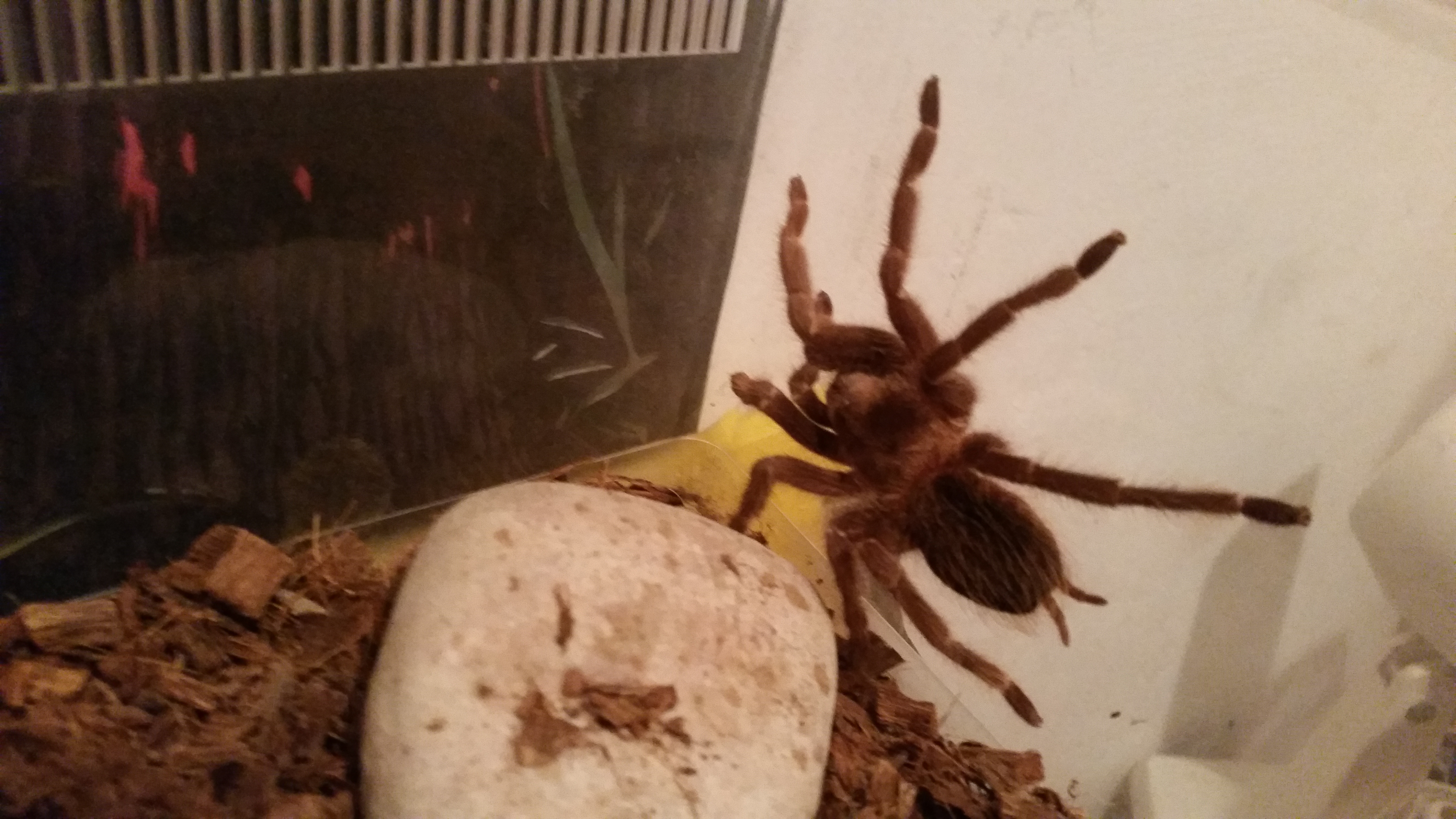 Lasiodora parahybana.jpg