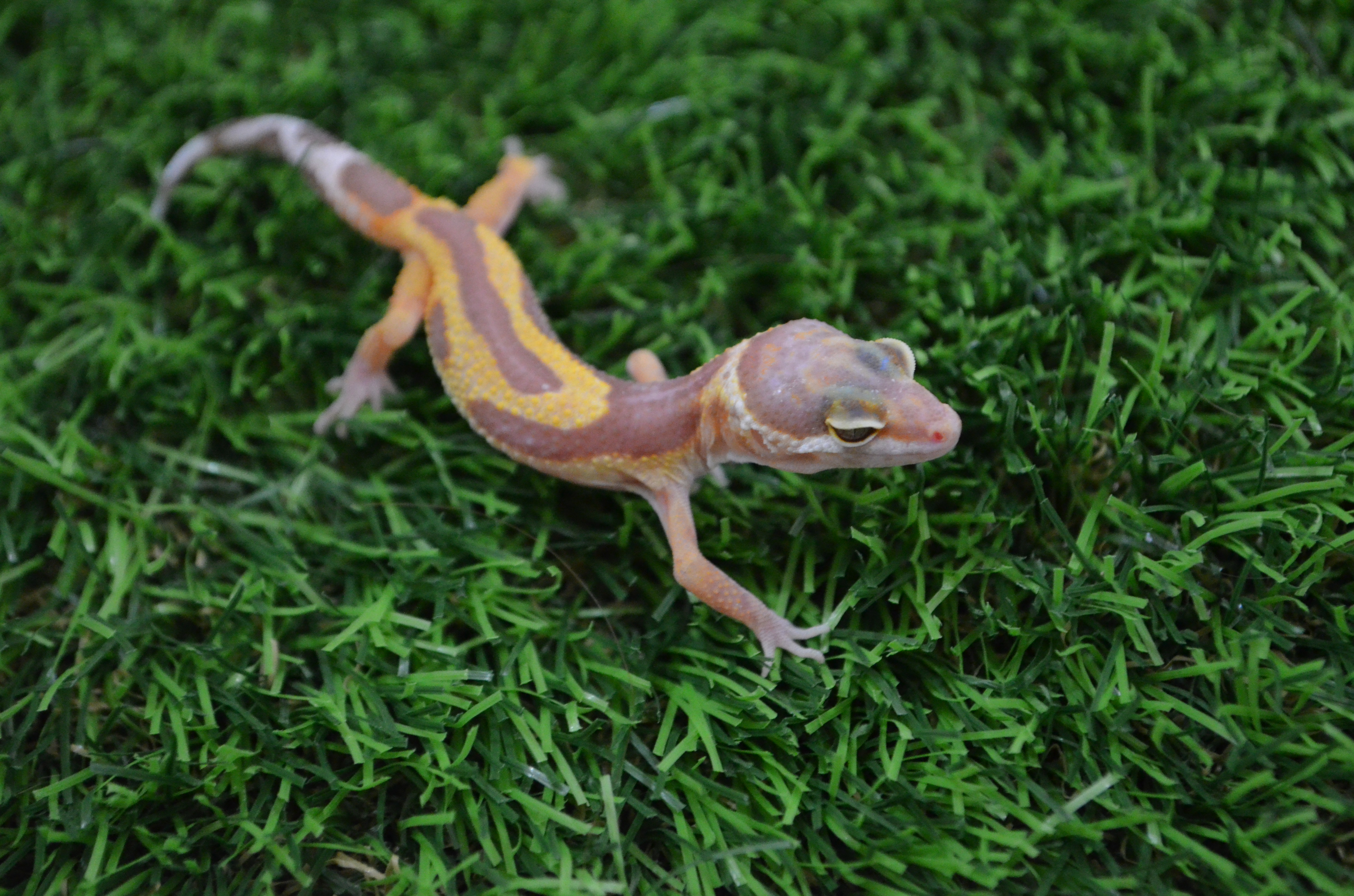 DSC_1040.JPG