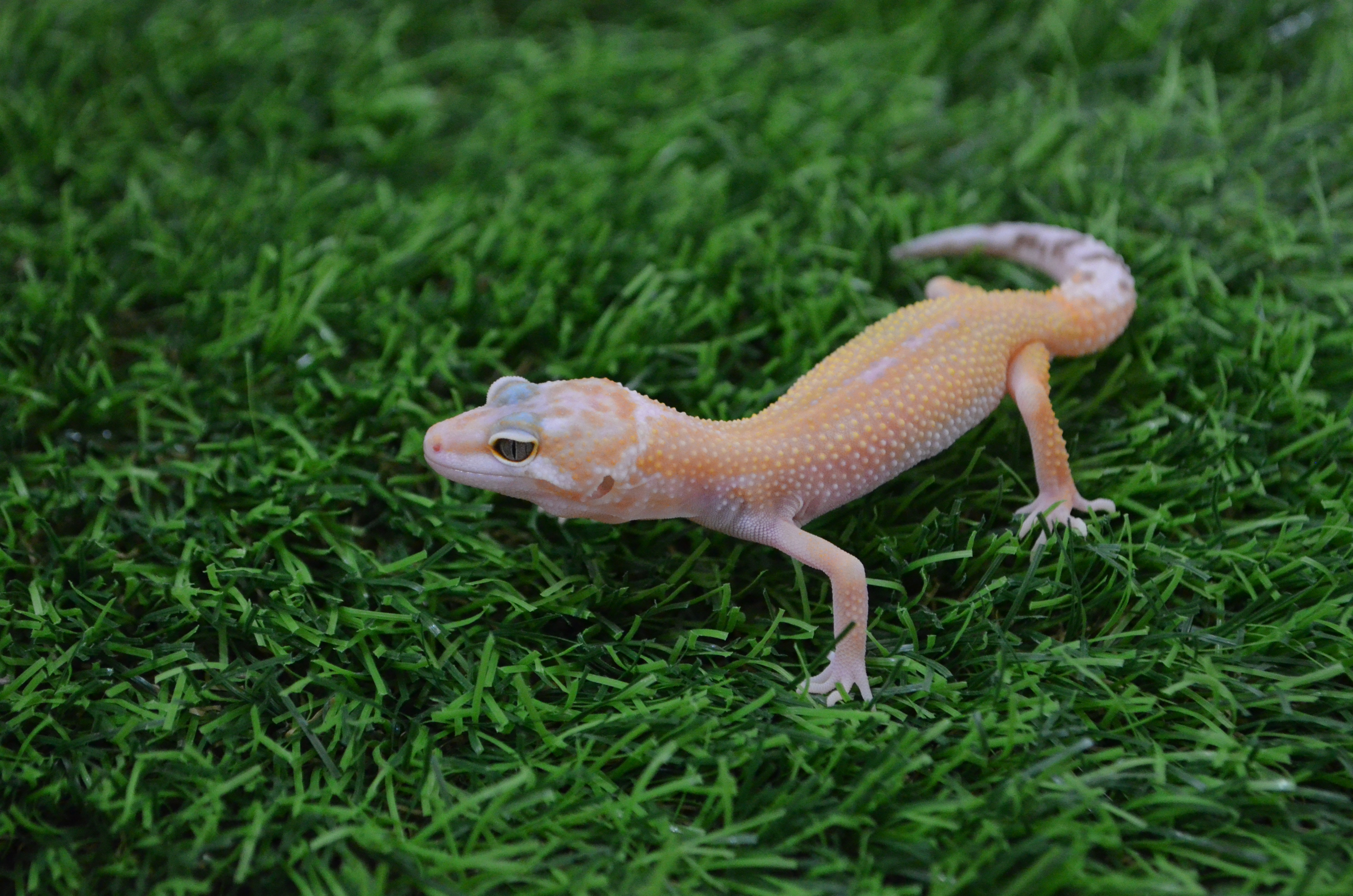 DSC_1041.JPG