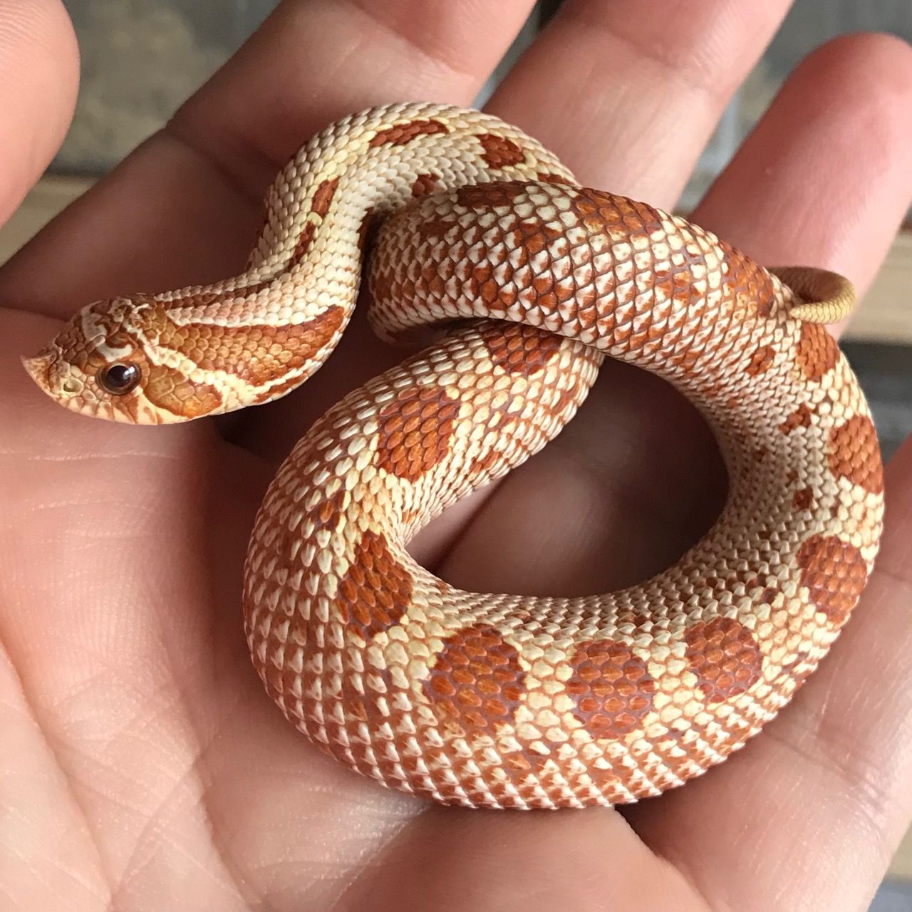 Snakes.jpg