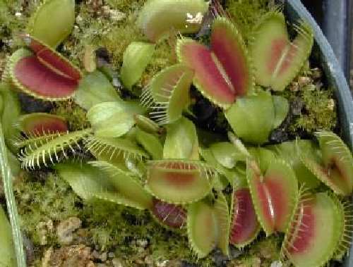 Dionaea.jpg