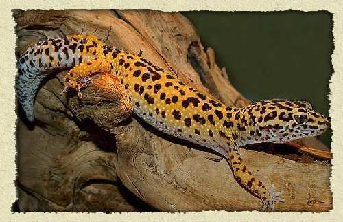 leopard-gecko-bg[1].jpg