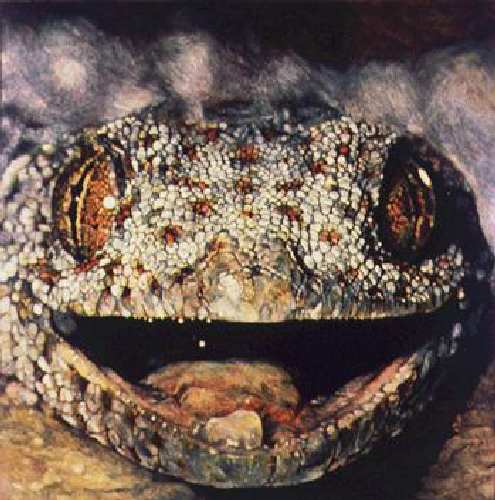 lizard.jpg