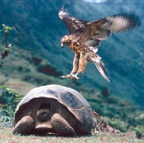 galapagos.jpg