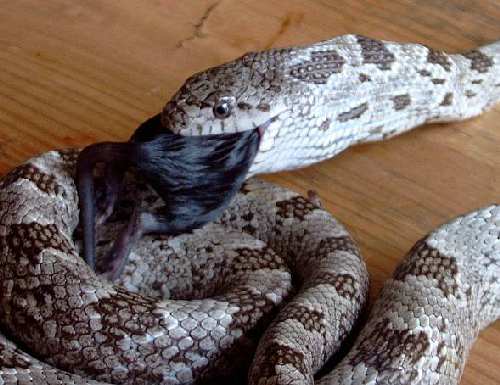 Elaphe%20obsoleta%20spiloides.jpg