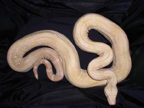 albino boa.jpg