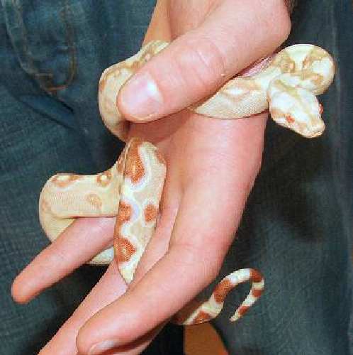 sharpstrain albino boa.jpg