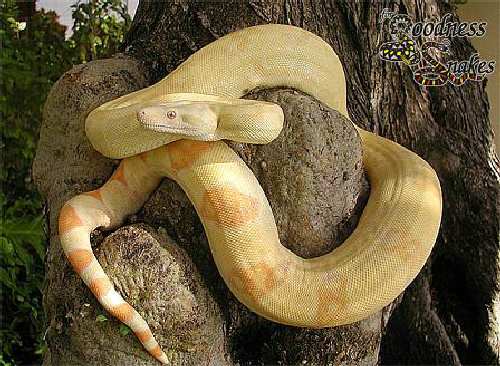 boa_albino.jpg