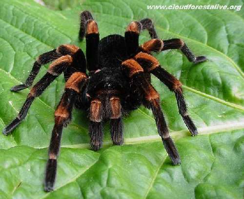 tarantula2_1024.jpg