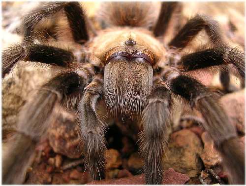 tarantula3.jpg