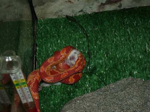 mouse_charly.JPG