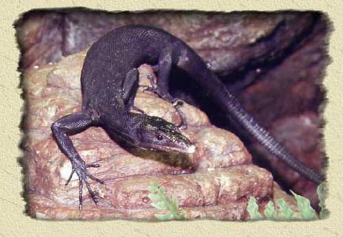 black-tree-monitor-bg.jpg
