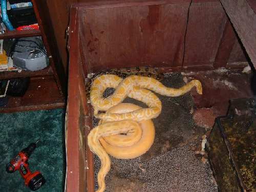 99434joshs_snakes_4-med.jpg