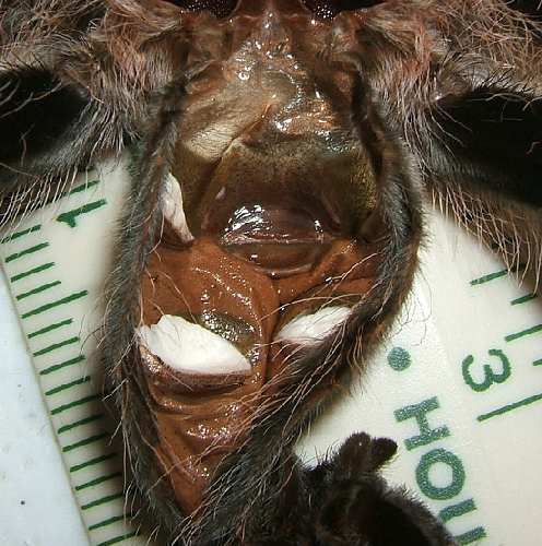 moltalbopilosum.jpg