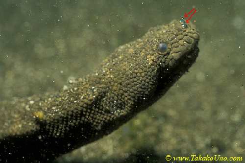 Elephant_Trunk_Sea_Snake_02.jpg