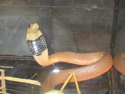 cobra.jpg