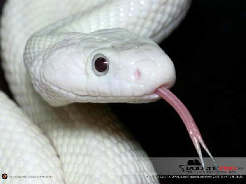 rpwp_ratsnake_leuctx.jpg