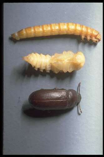 Tenebrio molitor.jpg