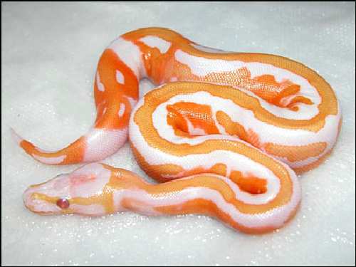05_clutch_93_hatched_8_253.jpg