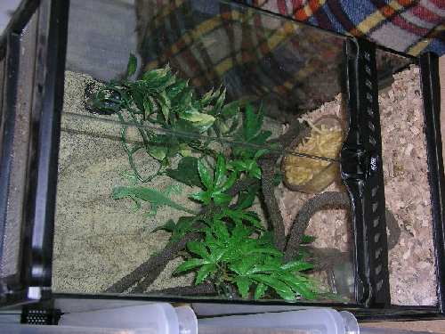 iguana small.jpg