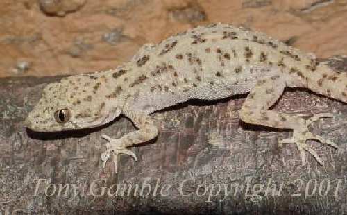 Cyrtopodion_scaber.jpg